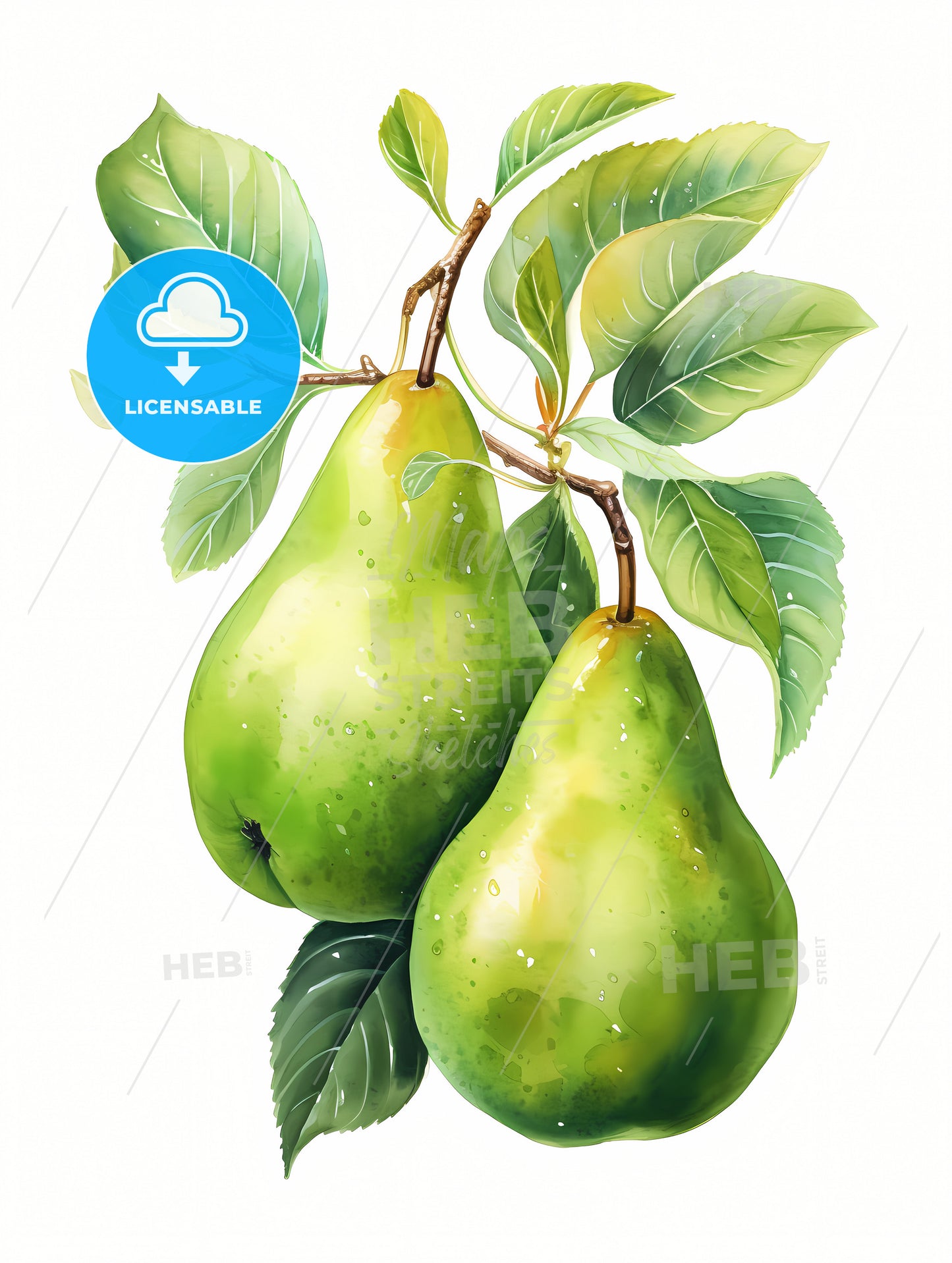 Watercolor Illustration of green pears