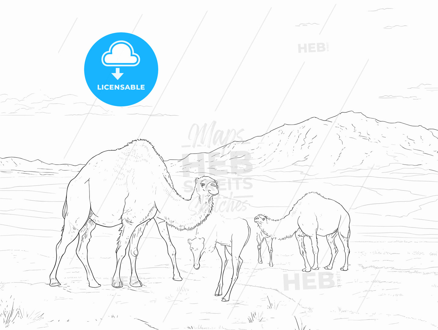 Camels on the steppes Mongolia