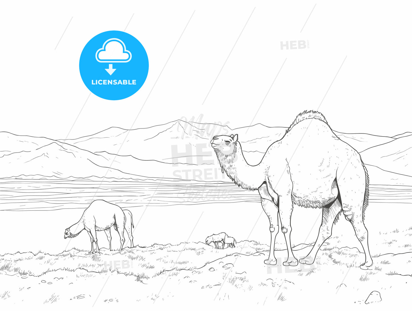 Camels on the steppes Mongolia