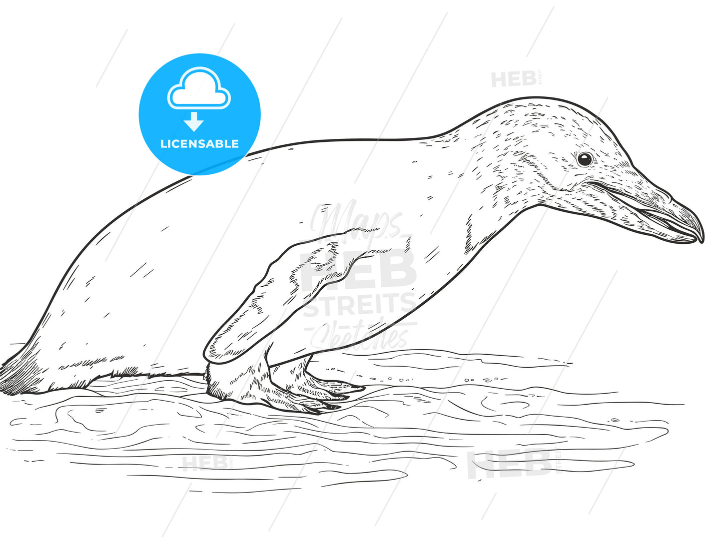 Humboldt penguin underwater with a fish.