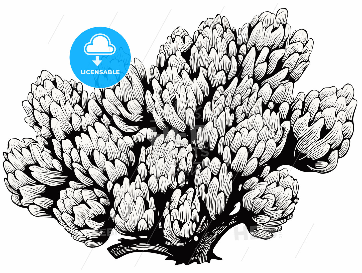 woodcut of a Cholla Cactus.