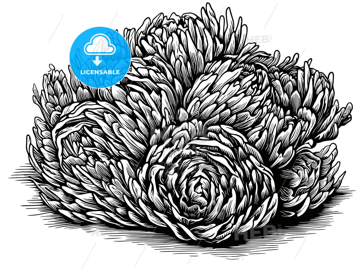 woodcut of a Cholla Cactus.