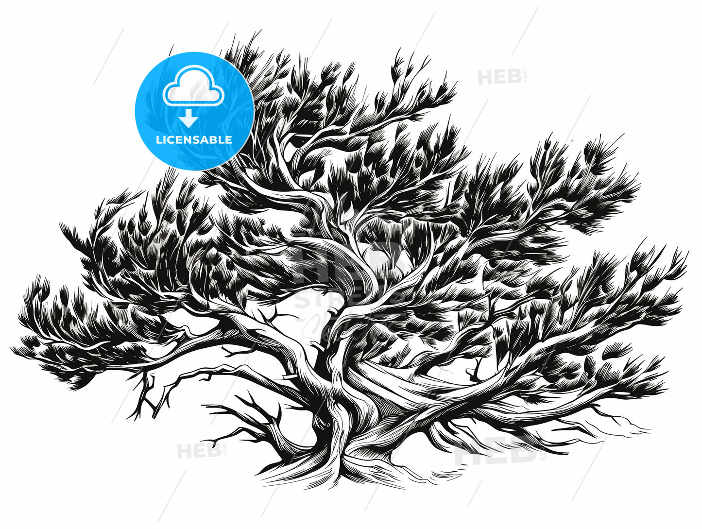 woodcut of a Juniper bush.