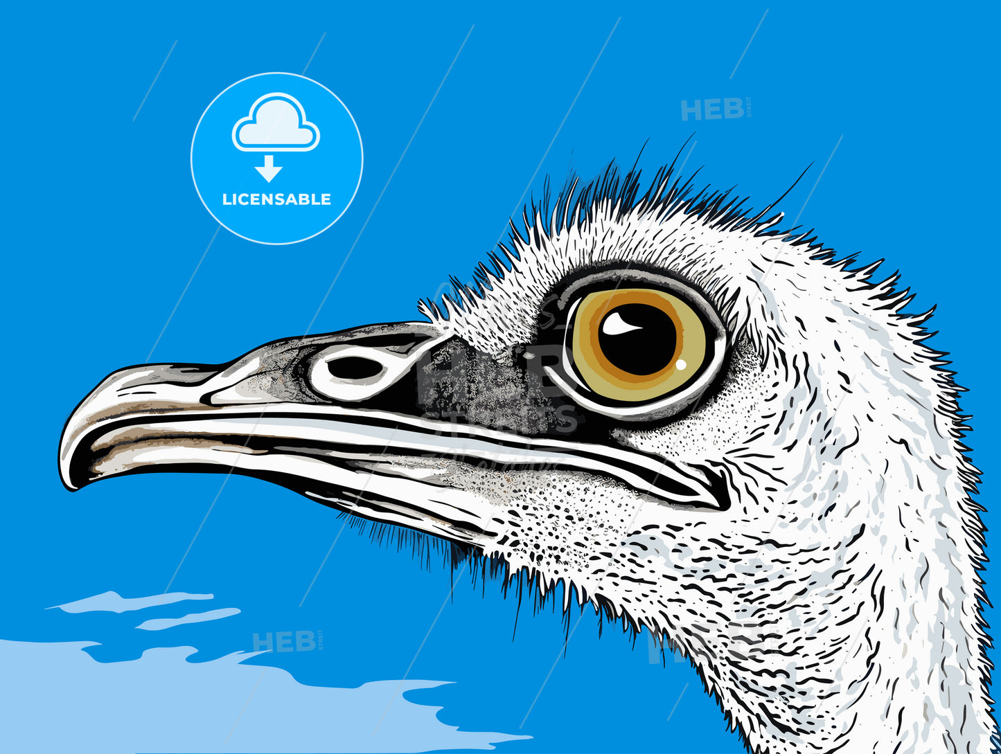 Ostrich head close up