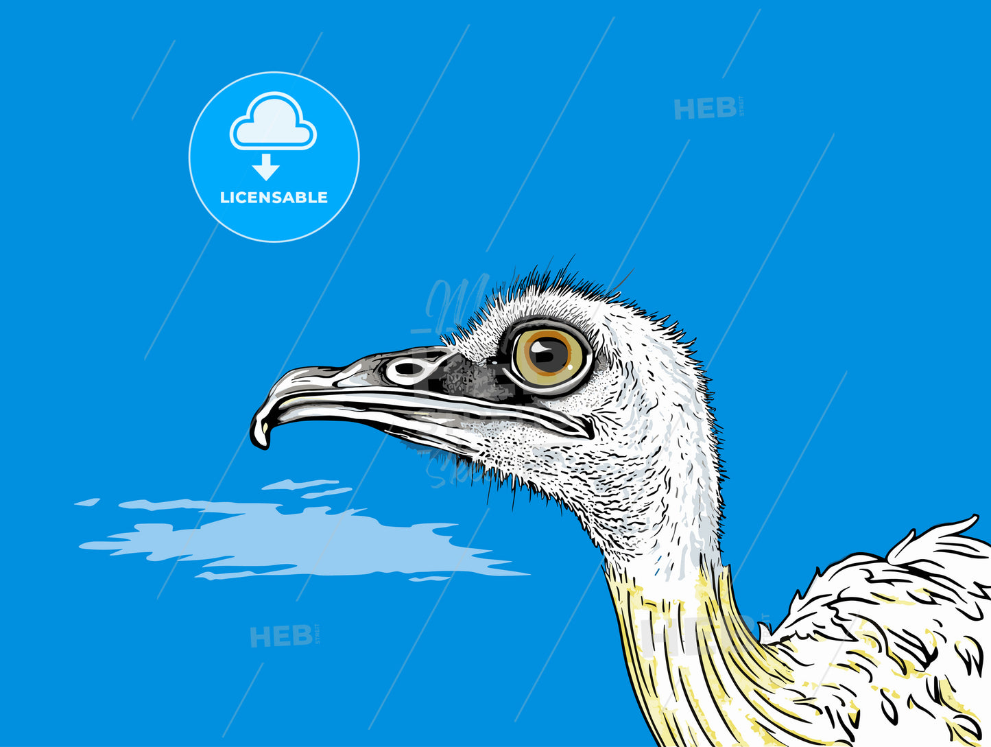 Ostrich head close up