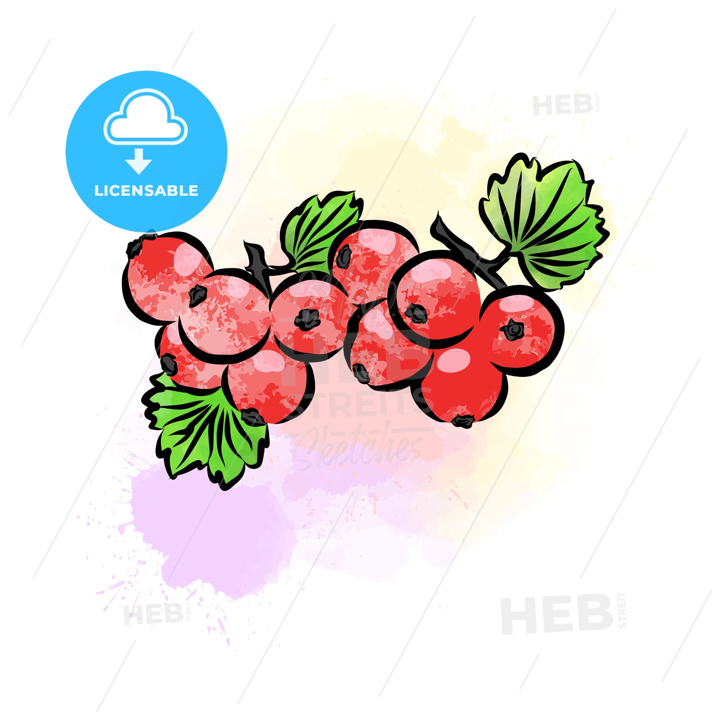 Colored drawing of currant – instant download