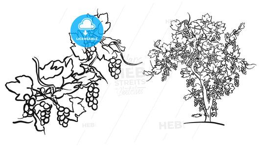 Vine tree and fruit drawing – instant download