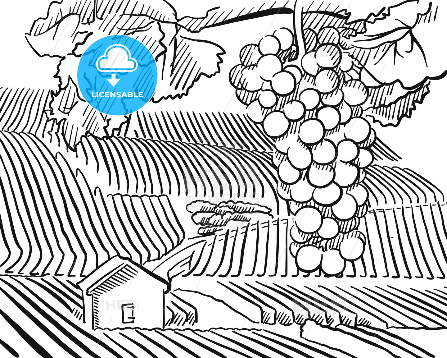 Vineyard Hills with hanging Grapes in Foreground – instant download