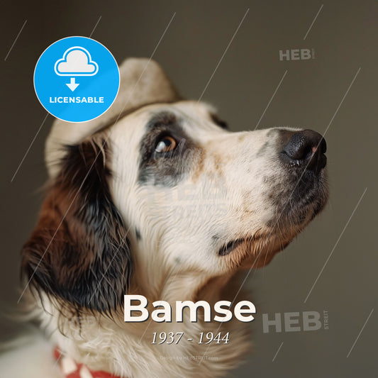Bamse, 1937 - 1944, St. Bernard dog - A Dog Wearing A Hat Print Template