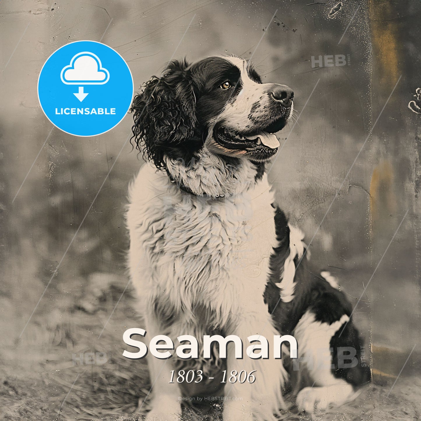 Seaman, 1803 - 1806, Newfoundland dog - A Dog Sitting On The Ground Print Template