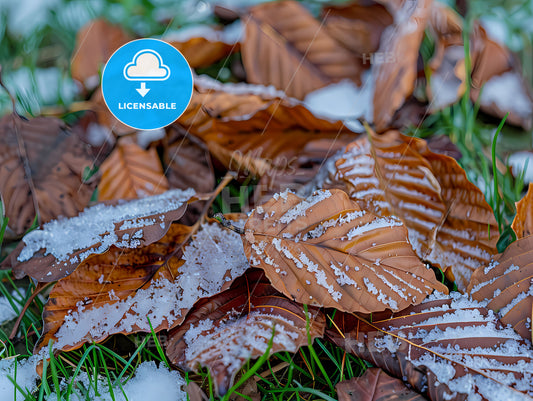 Autumn leaves and snow on green grass - vibrant digital painting with focus on art