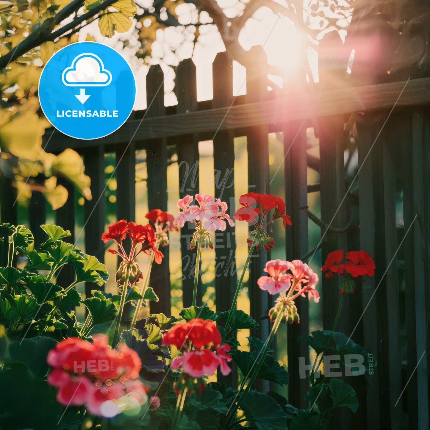 Golden Hour Serenity: Vibrant Geraniums Framed by a Rustic Garden Fence