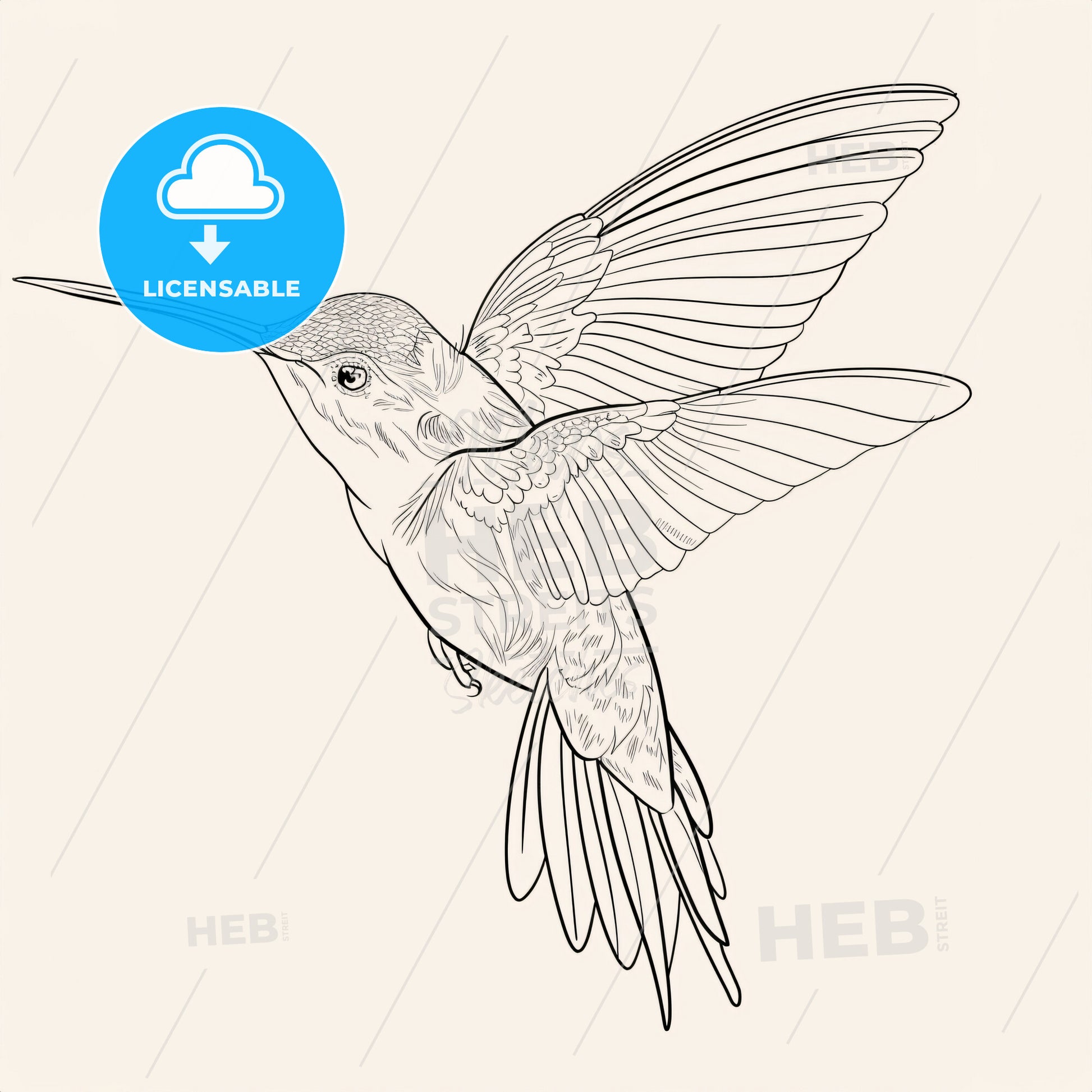 Hummingbird - A Drawing Of A Hummingbird