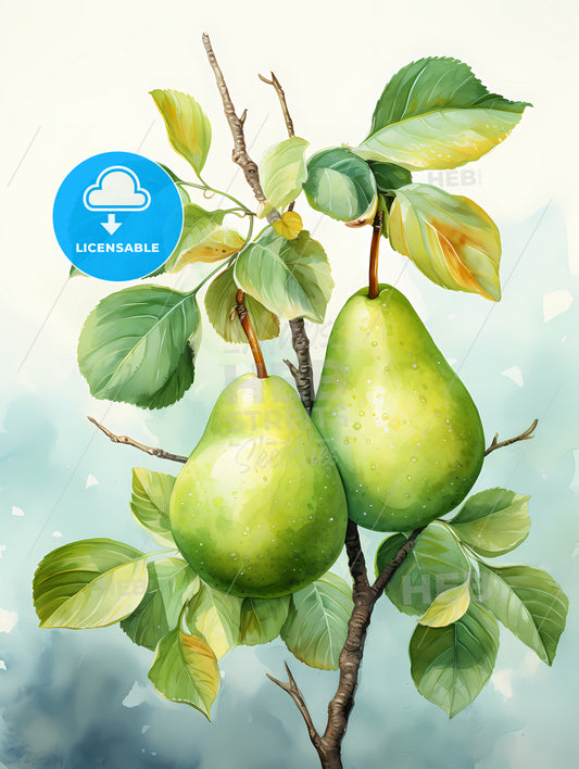 Watercolor Illustration of green pears
