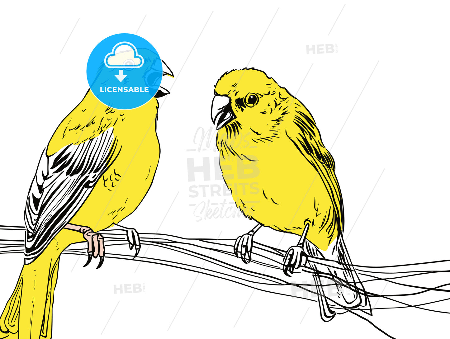 A canary listen to a partner.