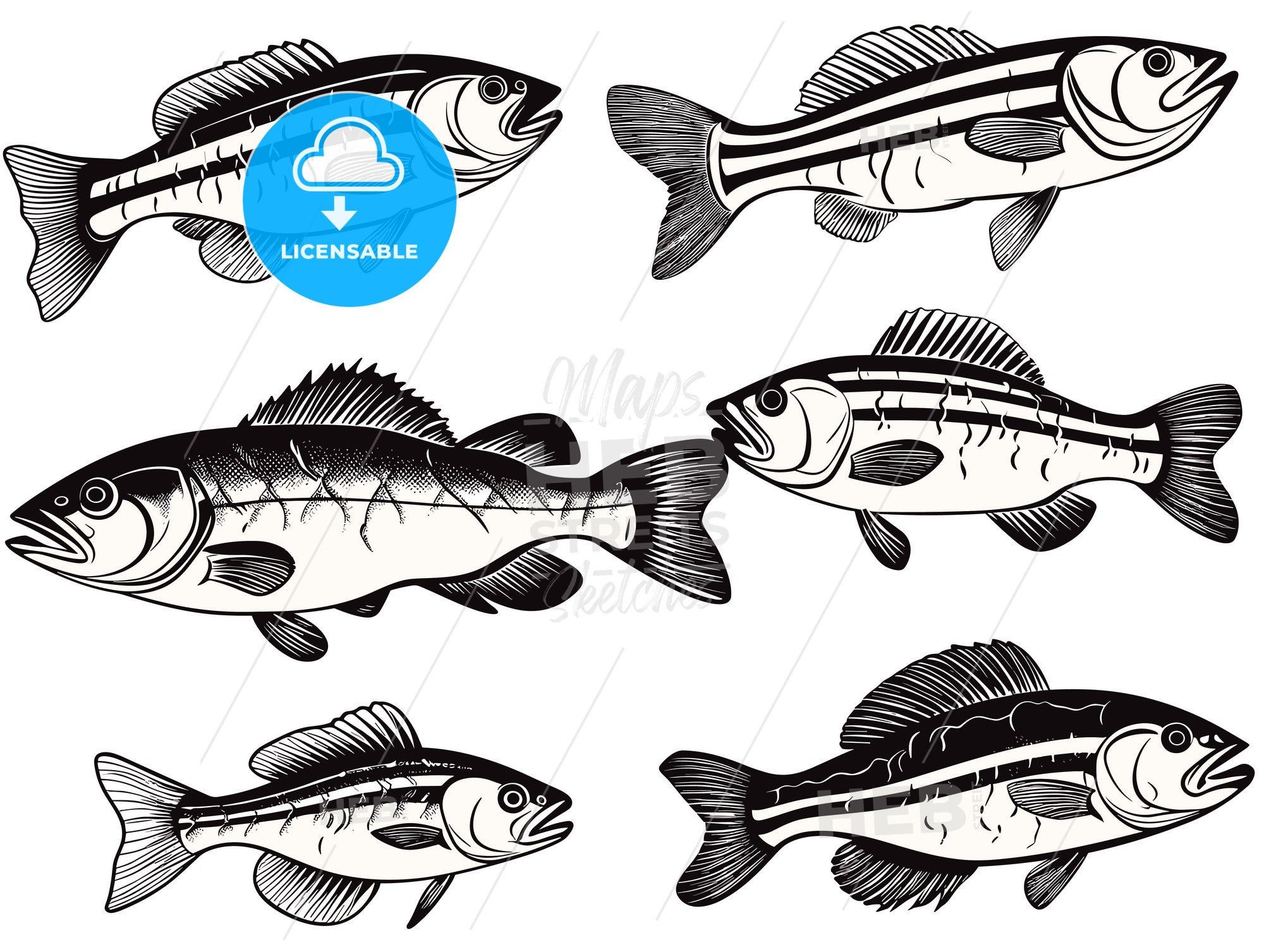 bass fish icons isolated on white background. - HEBSTREITS Stock Image