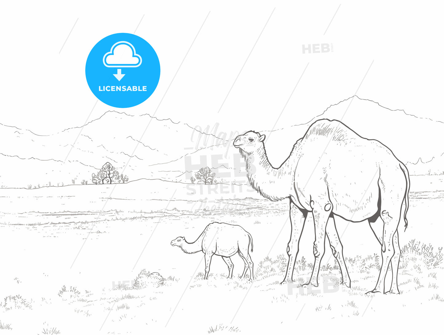 Camels on the steppes Mongolia