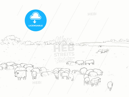 Field of grazing sheep