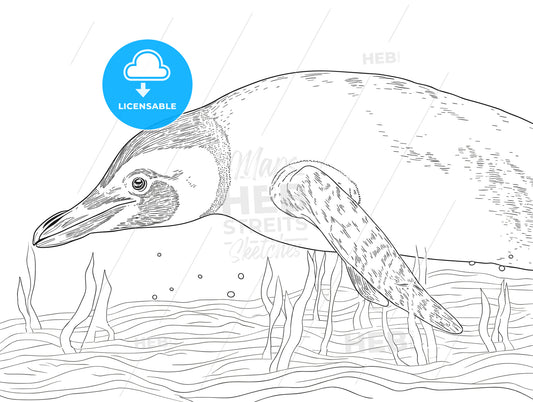 Humboldt penguin underwater with a fish.