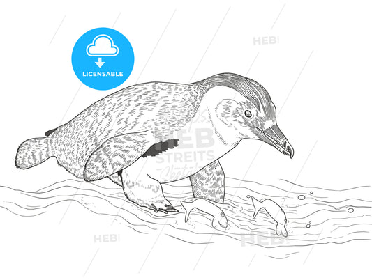 Humboldt penguin underwater with a fish.