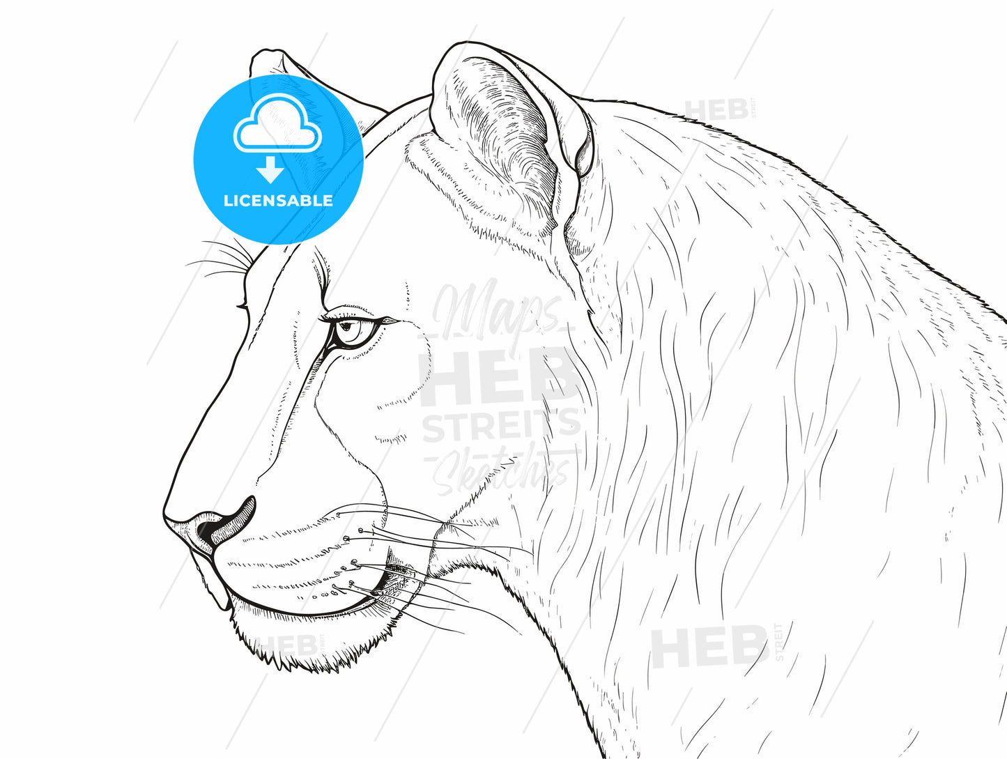 Portrait of a big young female African lion.