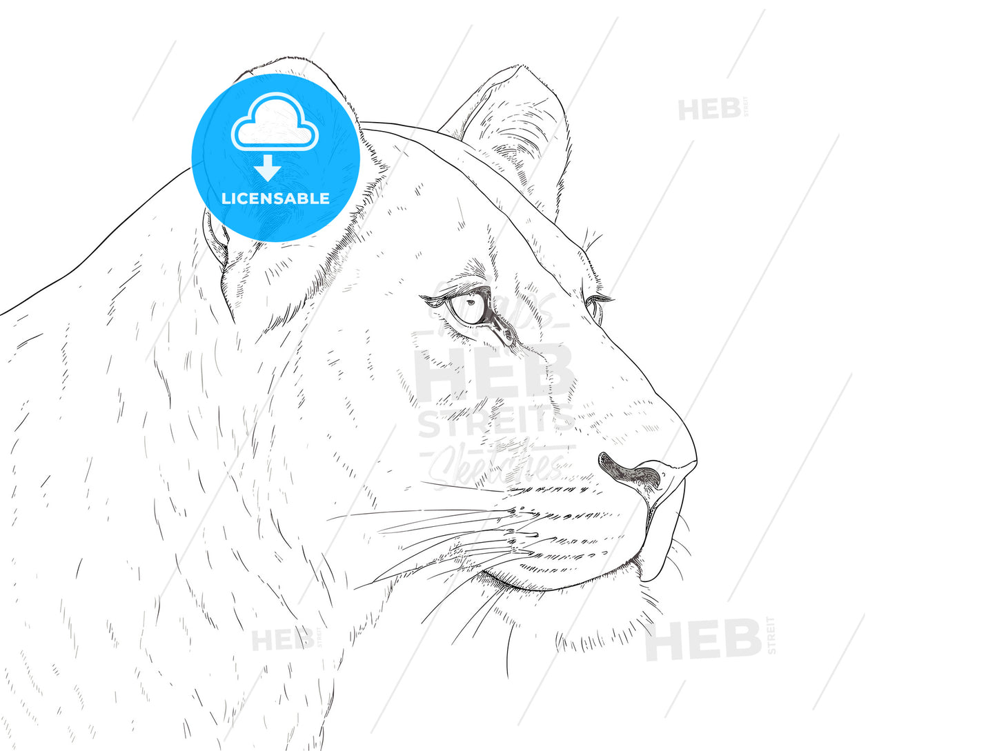 Portrait of a big young female African lion.