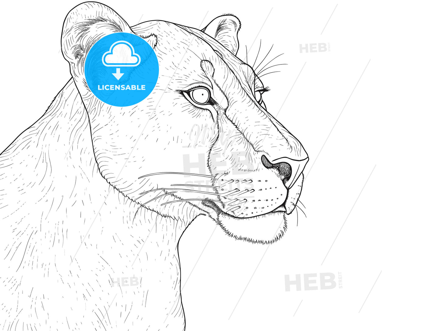 Portrait of a big young female African lion.