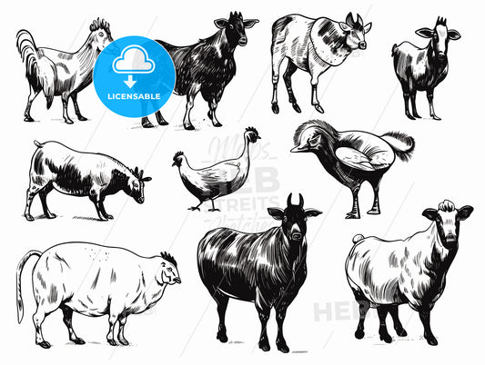 Set of vector drawings of farm animals.
