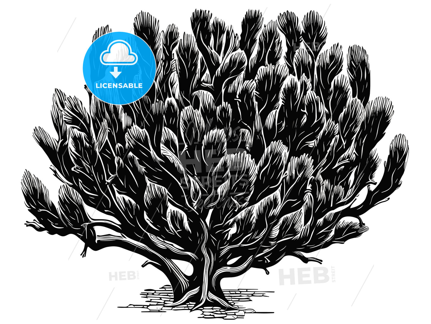 woodcut of a Cholla Cactus.