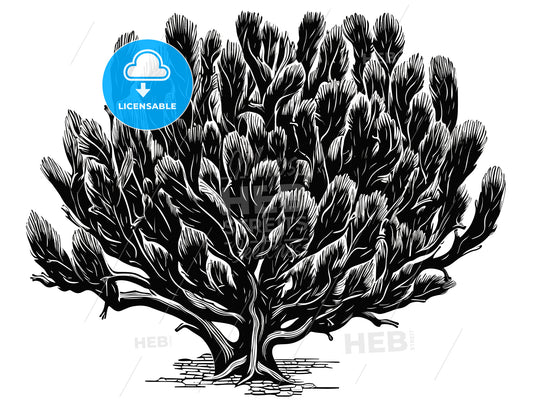 woodcut of a Cholla Cactus.