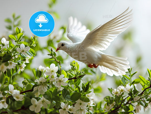 White Dove Flying, A White Bird Flying Near White Flowers