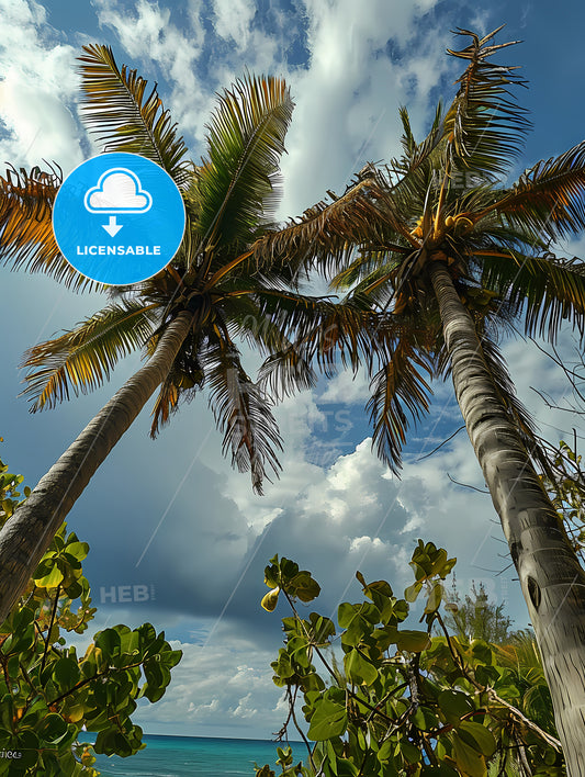 Two Palm Trees Amidst A Blue, A Group Of Palm Trees Under A Cloudy Sky