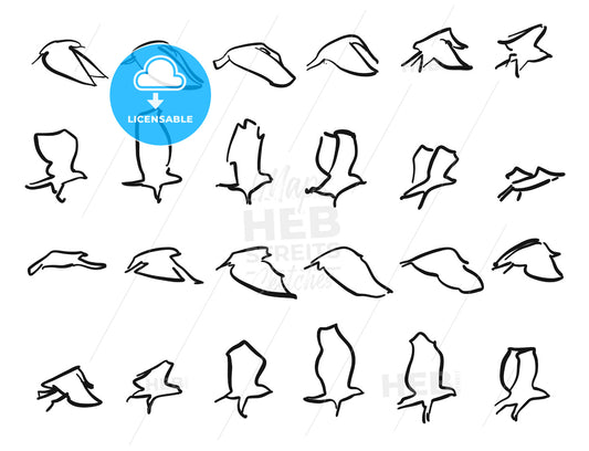 Flying Pigeon Motion Stydies Sketches – instant download
