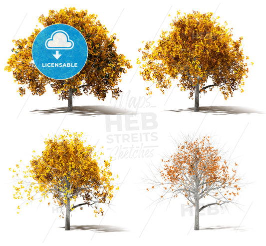 Four Autumn Marple Trees Color change – instant download
