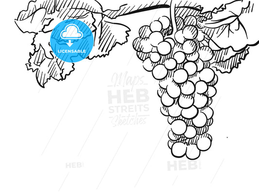 Grapes Vector Hand drawn Sketch – instant download