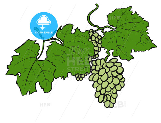 Green Grapes with Leaves, Sketched – instant download