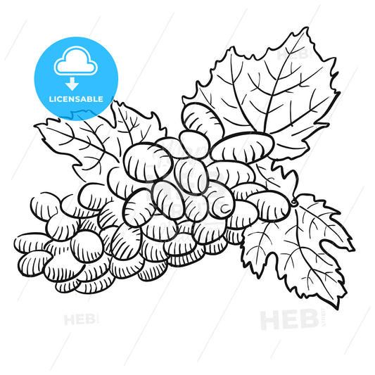 Sketched Grapes with Leaves, Black and White – instant download