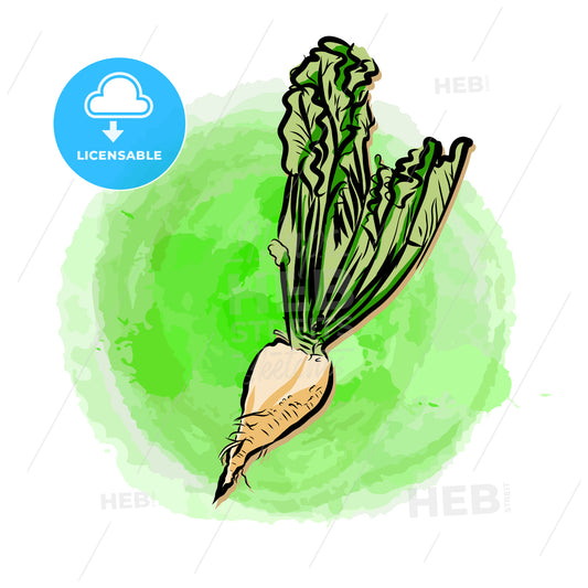 Sugar beet on painted background – instant download