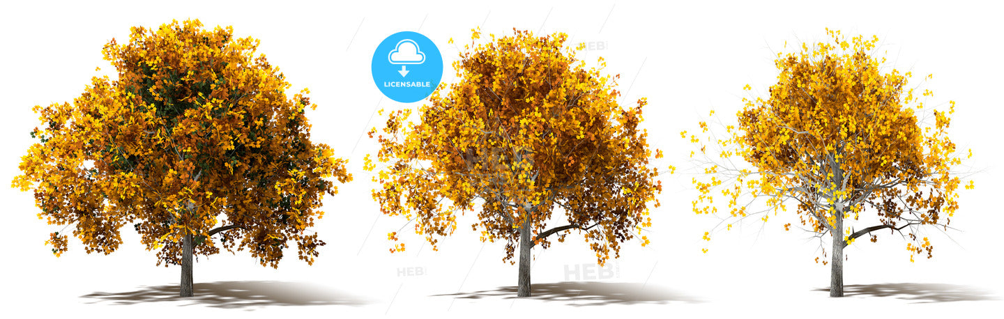 Three Autumn Marple Trees Renderings – instant download