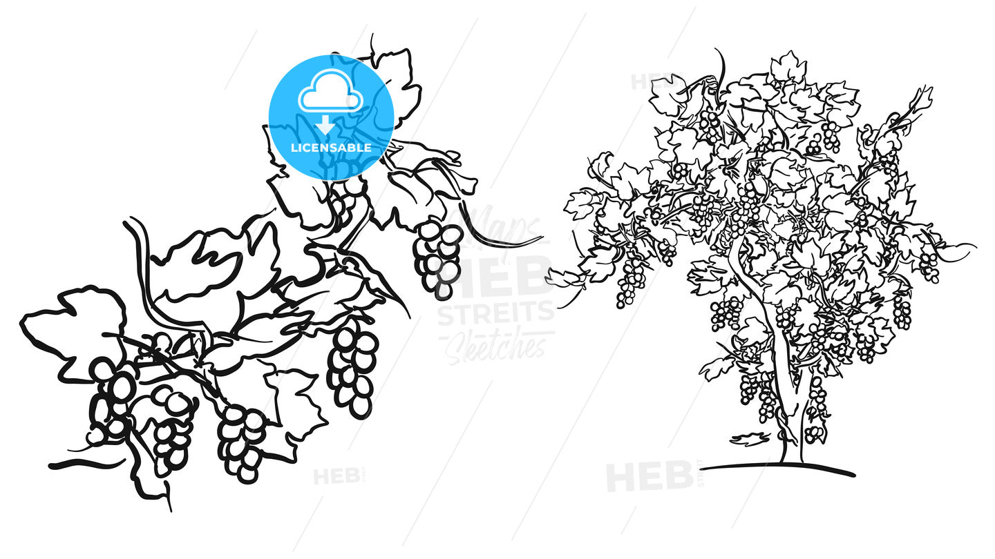 Vine tree and fruit drawing – instant download