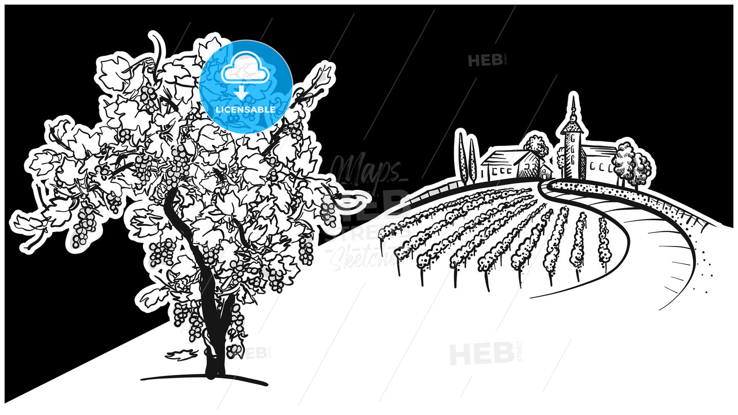 Vine tree and vineyard drawing – instant download